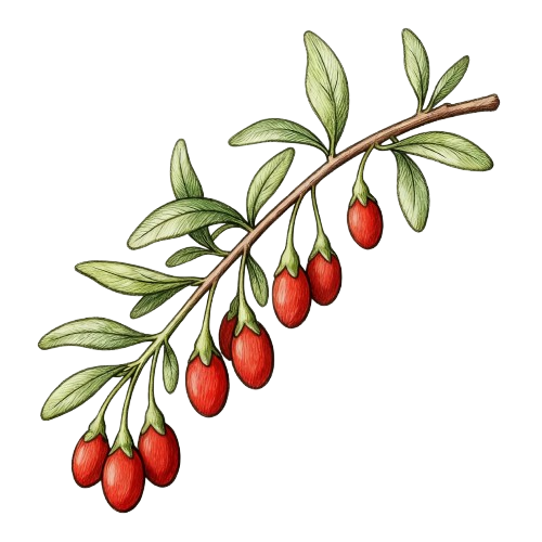 Goji Berry (Lycium barbarum) - TCM herb