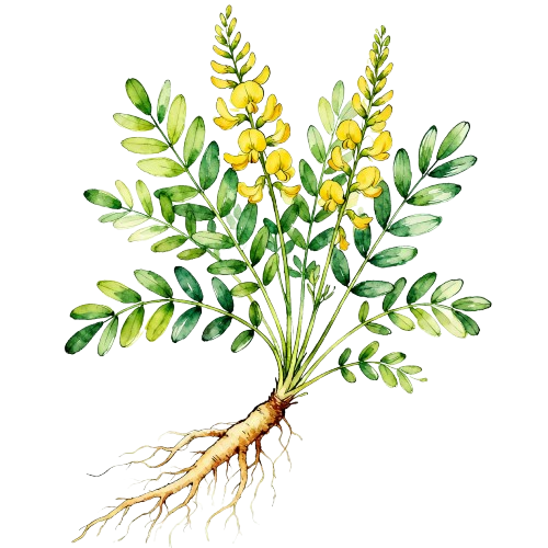 Astragalus (Astragalus membranaceus (Fisch.) Bunge) - TCM herb