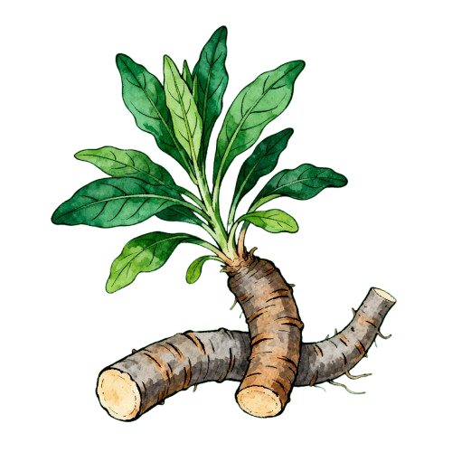 Isatis Root (Isatis indigotica Fort.) - TCM herb