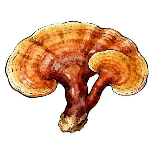 Ganoderma (Ganoderma lucidum) - TCM herb